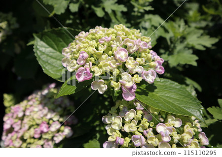 繡球花特寫(水平拍攝) 繡球花特寫(水平拍攝) 115110295
