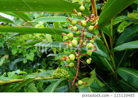 Ghetto's seed 115110485