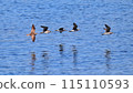 wild birds 115110593