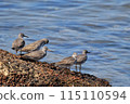 wild birds 115110594