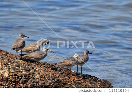 wild birds 115110594