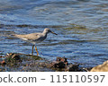 wild birds 115110597