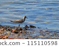 wild birds 115110598