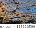 wild birds 115110599