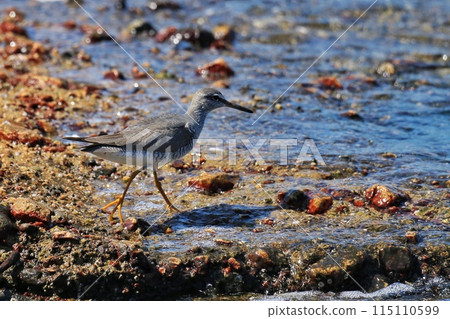 wild birds 115110599