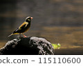 wild birds 115110600