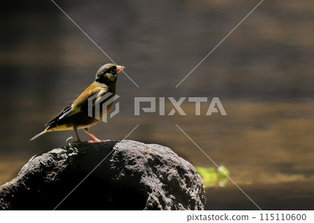 wild birds 115110600