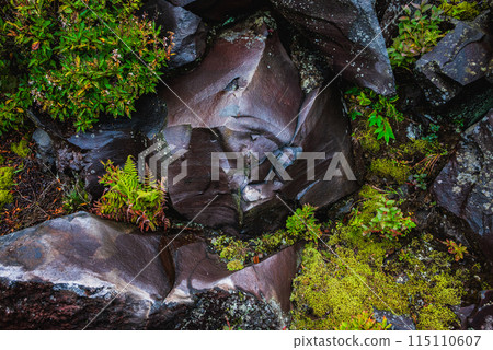 Lava rocks that are shiny and wet from the rain [Onioshidashi Park] 115110607