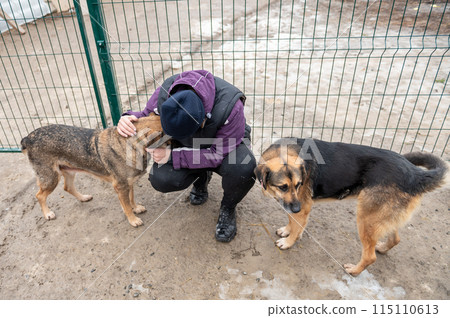 Girl volunteer in the nursery for dogs. Shelter for stray dogs. Girl volunteer in the nursery for dogs. Shelter for stray dogs. 115110613