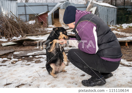 Girl volunteer in the nursery for dogs. Shelter for stray dogs. Girl volunteer in the nursery for dogs. Shelter for stray dogs. 115110634