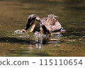 duck 115110654