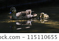 duck 115110655