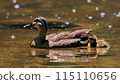 duck 115110656
