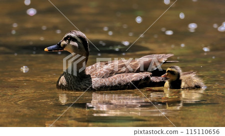 duck 115110656