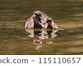 duck 115110657