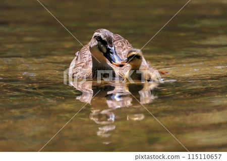 duck 115110657