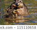 duck 115110658