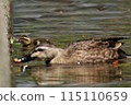 duck 115110659