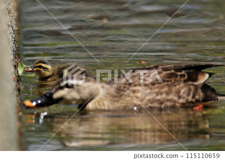 duck 115110659