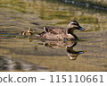 duck 115110661
