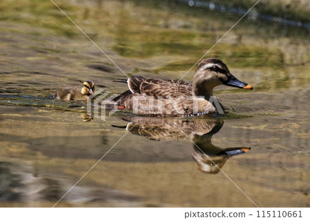 duck 115110661