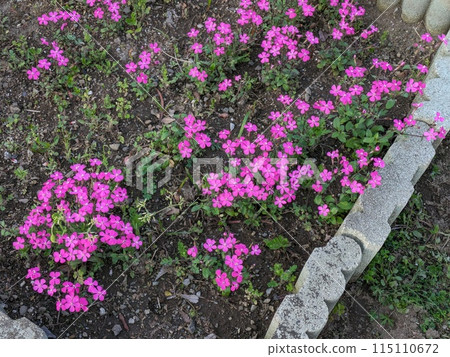 春天花園裡盛開的 Silene 粉紅豹的粉紅色花朵 春天花園裡盛開的 Silene 粉紅豹的粉紅色花朵 115110672