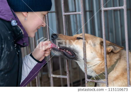 Girl volunteer in the nursery for dogs. Shelter for stray dogs. Girl volunteer in the nursery for dogs. Shelter for stray dogs. 115110673