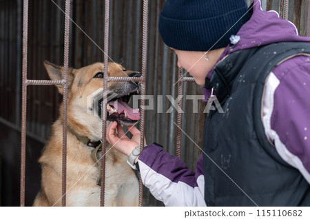 Girl volunteer in the nursery for dogs. Shelter for stray dogs. Girl volunteer in the nursery for dogs. Shelter for stray dogs. 115110682