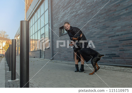 Doberman on a walk in the city. Woman with Doberman on the city street. Young woman walking her dog through street. 115110975