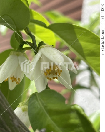 白柚子樹花 115111008