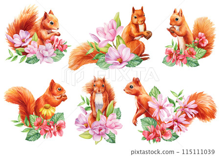 Beautiful squirrel with magnolia flower white isolated background, watercolor illustration, squirrel and pink flower set 115111039