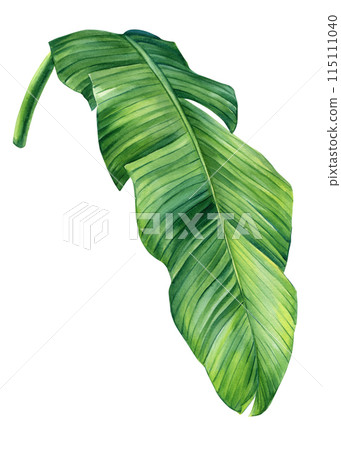Palm leaf, watercolor illustrations tropical palm isolated on white background branch green Banana leaf exotic clipart 115111040
