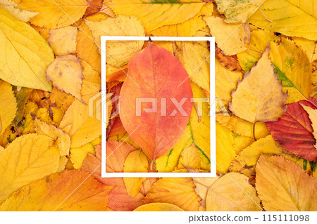Red leaf lies in the center of a thin vertical white frame against the background of fallen leaves Red leaf lies in the center of a thin vertical white frame against the background of fallen leaves 115111098