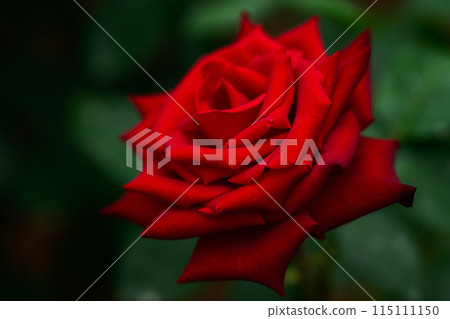 Spring Roses: Beautiful Red Roses, Passion Spring Roses: Beautiful Red Roses, Passion 115111150