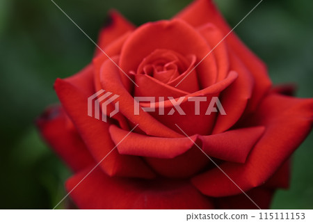 春玫瑰：為紀念女星英格麗伯克曼而命名的鮮紅玫瑰 115111153