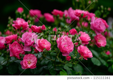Spring Roses: Lovely Pink Roses, Angela 115111161
