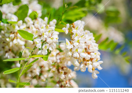 掛著黑槐花 115111240