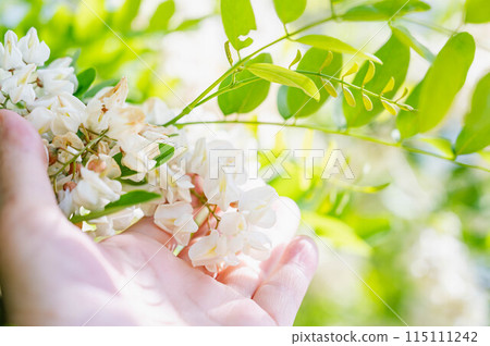 falseacacia花 115111242