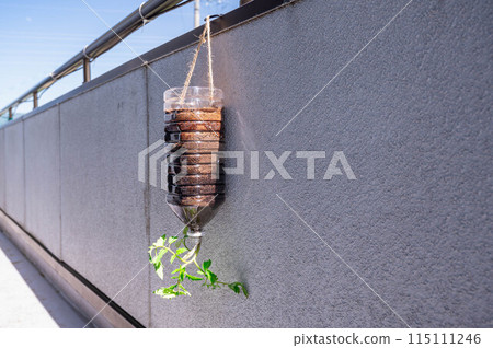 Growing tomatoes in the air on a balcony Growing tomatoes in the air on a balcony 115111246