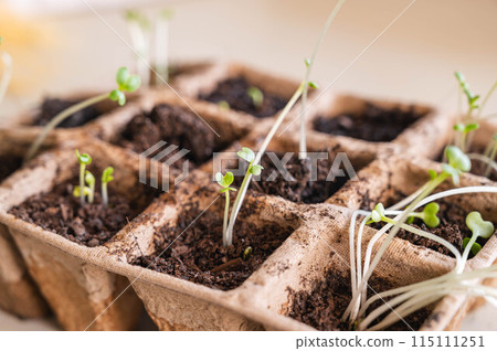 Sprouts that have grown too long due to lack of sunlight Sprouts that have grown too long due to lack of sunlight 115111251