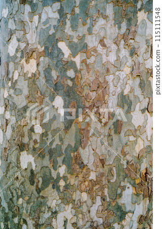 Camouflage spotted sycamore bark texture 115111548