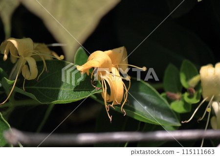 Honeysuckle flower close-up 115111663