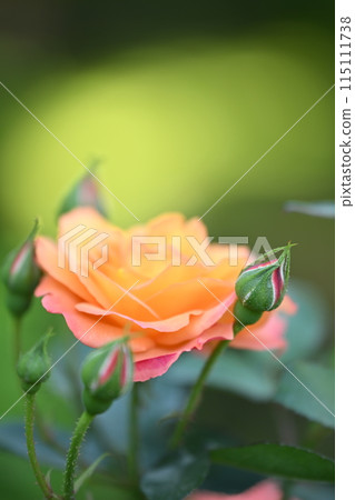 春天的玫瑰，安妮·弗蘭克的紀念品，帶著愛與和平祈禱的玫瑰，蘇布尼爾·德·安妮·弗蘭克 115111738