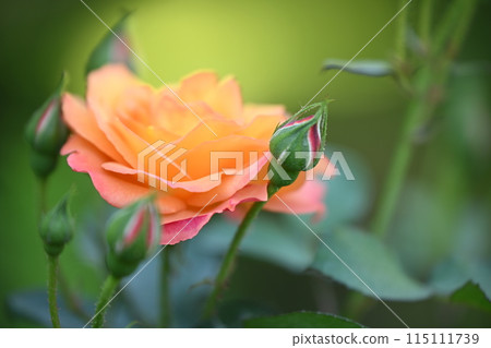 Spring Roses - Anne Frank's keepsake roses filled with prayers for love and peace - Souvenir de Anne Frank 115111739