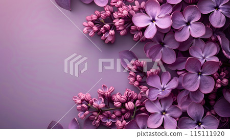 A cluster of violet flowers on a matching purple backdrop 115111920