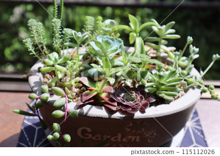 與多肉植物共存 115112026