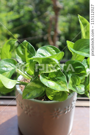 與室內植物一起生活 115112027