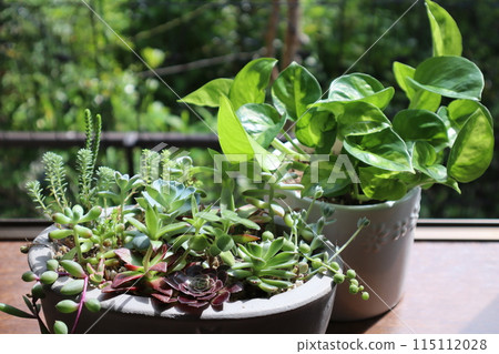 室內植物和多肉植物的混合 115112028