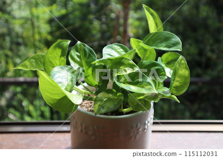 窗台上放了一株綠蘿 窗台上放了一株綠蘿 115112031