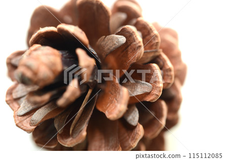 A close-up of a pine cone showing the location of the seeds 115112085
